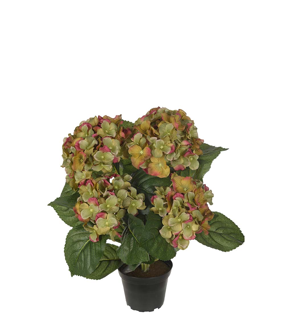 Gervi Hortensia 37cm í potti græn/bleik