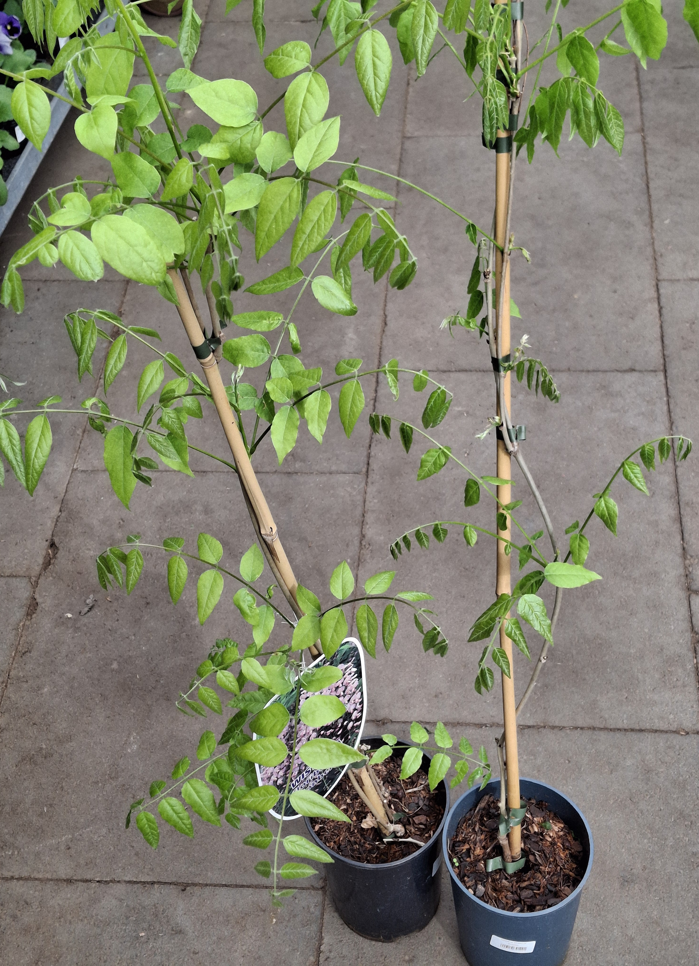 Wisteria ýmsar tegundir Bláregn 80-100cm í 2 ltr pt.