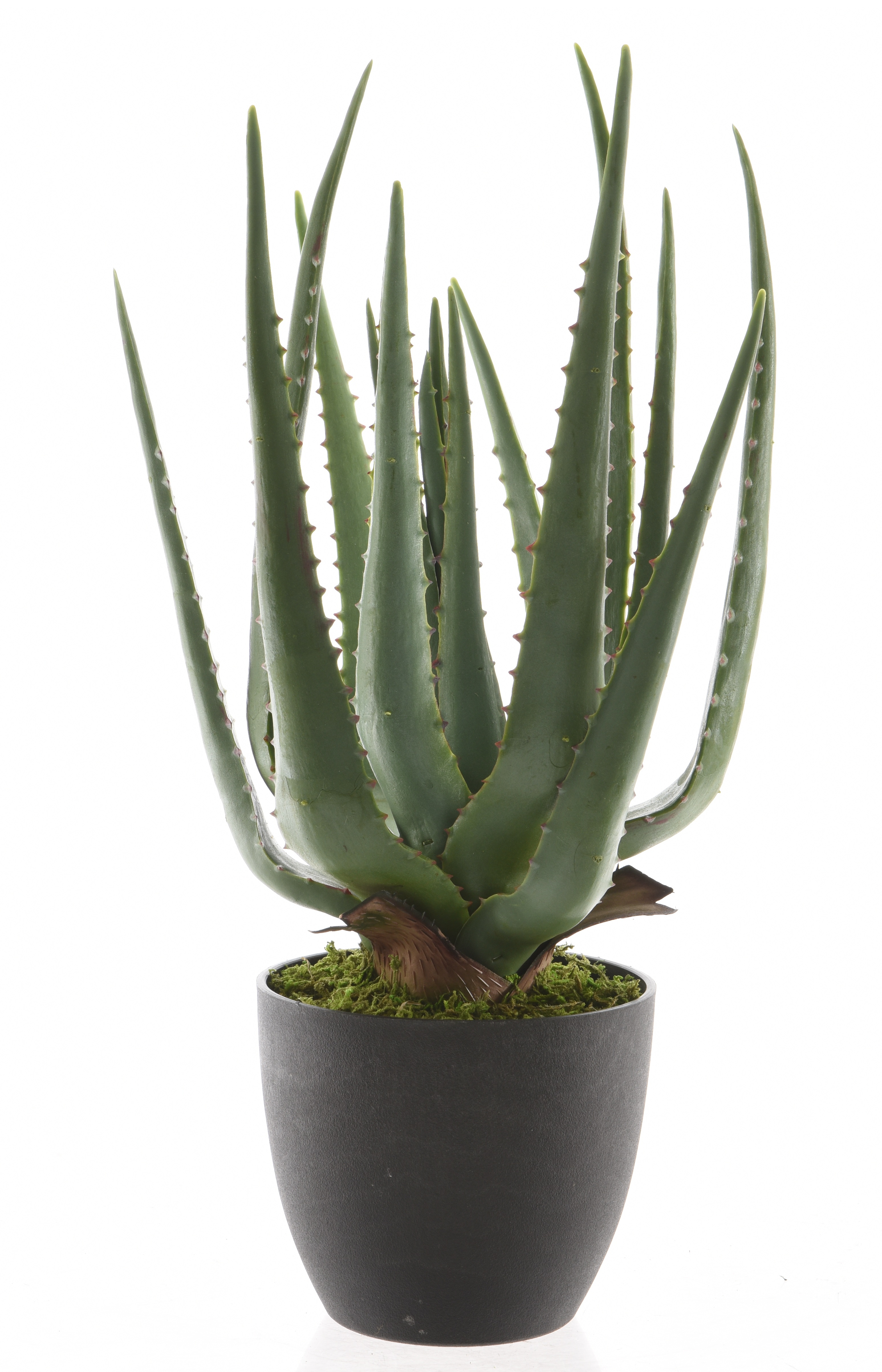 Gervi Aloe vera í potti 40cm