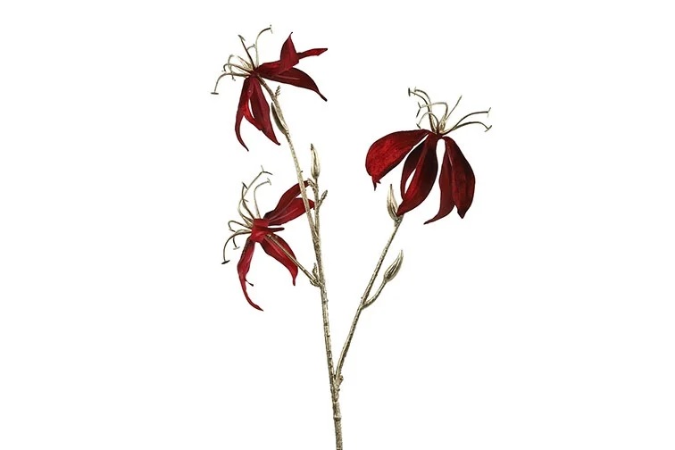 Gervi gloriosa 63,5cm vínrauð