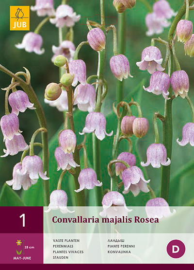 Convallaria Majalis Rosea 1stk.